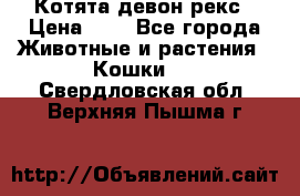 Котята девон рекс › Цена ­ 1 - Все города Животные и растения » Кошки   . Свердловская обл.,Верхняя Пышма г.